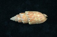 藏品(紅牙筆螺)的圖片